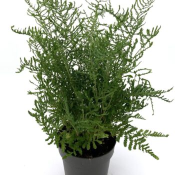 Dryopteris f-m 'Lin. Polydactyla