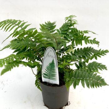 Dryopteris atrata