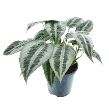 Schismatoglottus Mottleyana