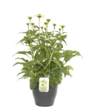 Echinacea purp. Prairie Blaze Vintage Lime