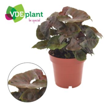 Syngonium Maria Brocante