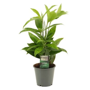 Dracaena Surculosa