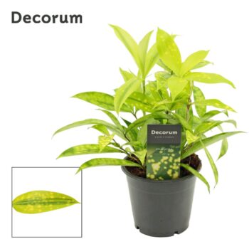 Dracaena Surculosa Mike