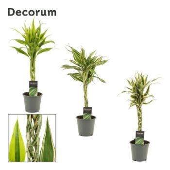 Dracaena Sanderiana mix