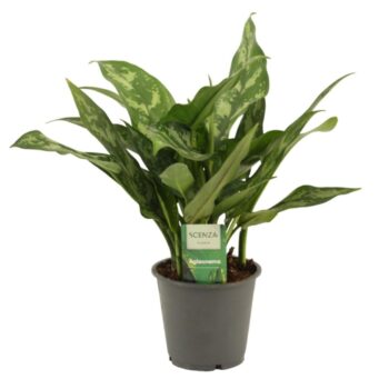 Aglaonema Maria