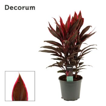 Cordyline Tango