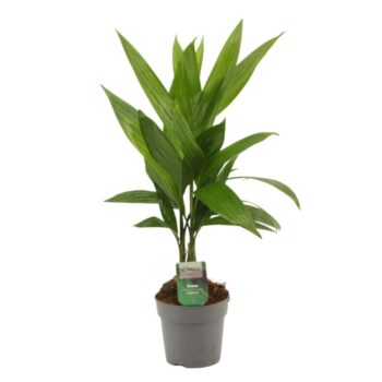Areca Catechu 12 cm