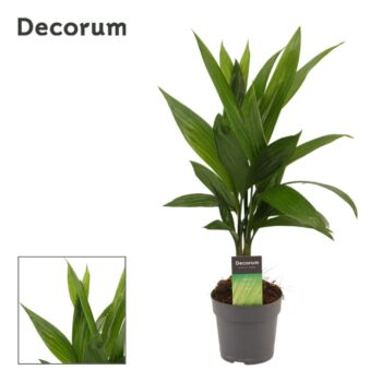 Areca Catechu