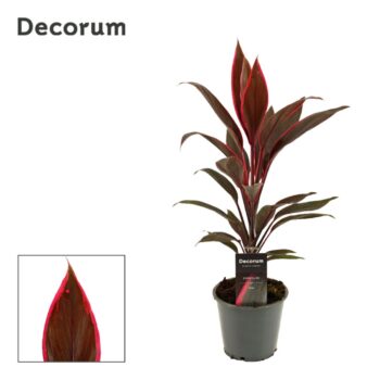 Cordyline Tango