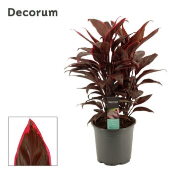 Cordyline Mambo