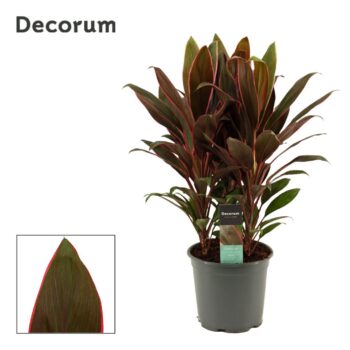 Cordyline Rumba Toef