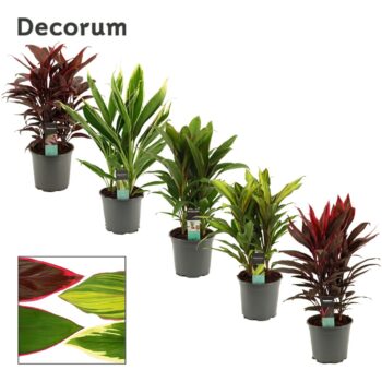 Cordyline mix