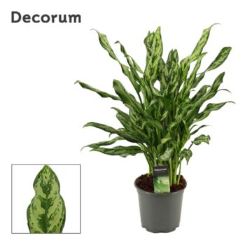 Aglaonema Miss Julliette