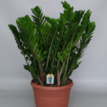 Zamioculcas