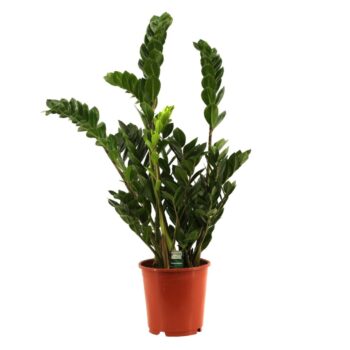 Zamioculcas Zamiifolia