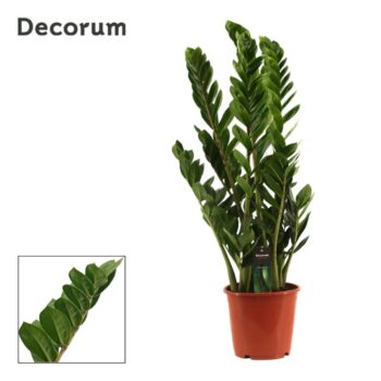 Zamioculcas