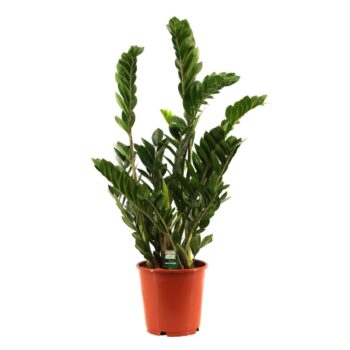 Zamioculcas