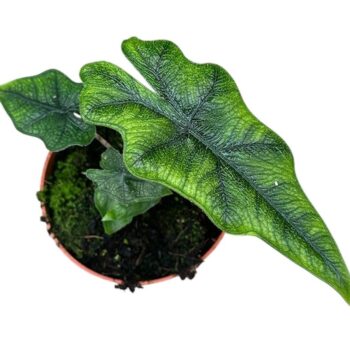 Alocasia Jacklyn