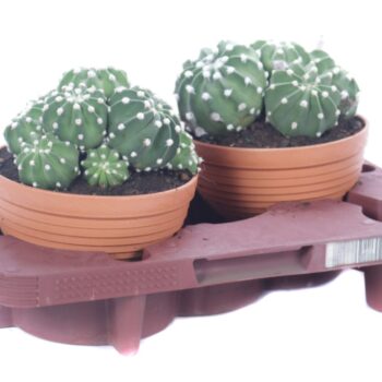 Echinopsis subdenudatum bowl