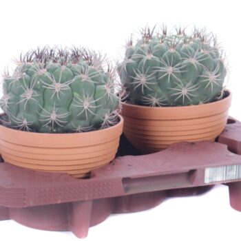 Gymnocalycium saglionis bowl