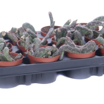 Senecio serpens minor