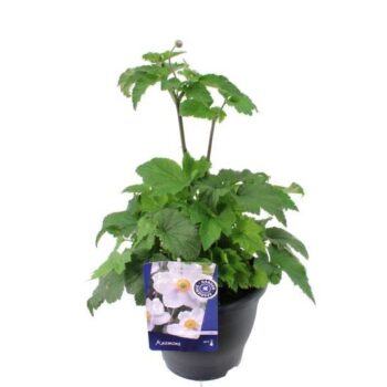 Anemone hybr. Honorine Jobert