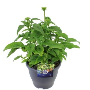 Echinacea purp. Prairie Blaze Green