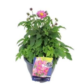 Anemone hup. Pretty Lady Emily