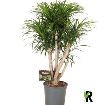 Dracaena Anita variegata