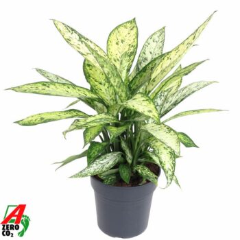 Dieffenbachia Vesuvius