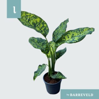 Dieffenbachia 'Cheetah'