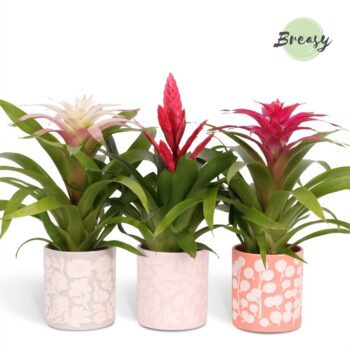 Bromelia Sweet Sevilla