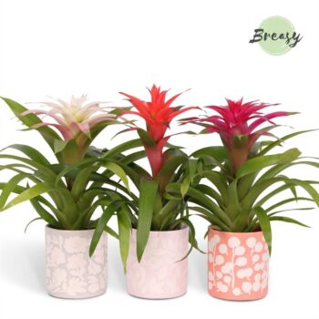 Guzmania Sweet Sevilla