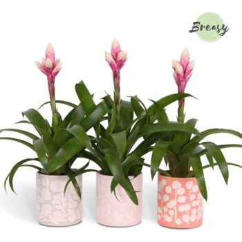 Guzmania Rockyflower Candy Sevilla