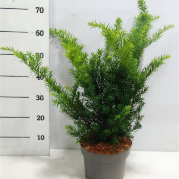 Taxus media 'Farmen'
