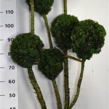 Taxus media 'Hillii'