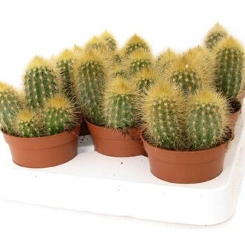 Vatricania Guentherii