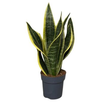Sansevieria Superba 3pp