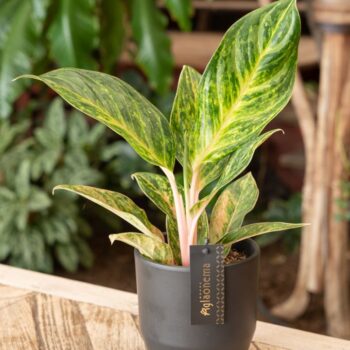 Aglaonema Peach Pearl
