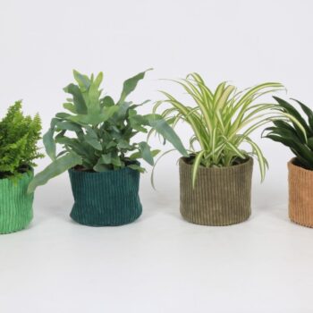 Groen Mix 12cm - Classic - Corduroy Mand