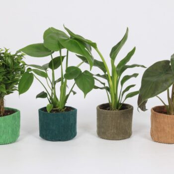 Groen Mix 12cm - Royal - Corduroy mand (vrije mix)