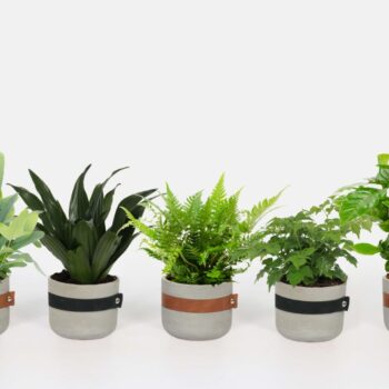 Groen Mix 12cm - Classic - Conwy (bruin leer)