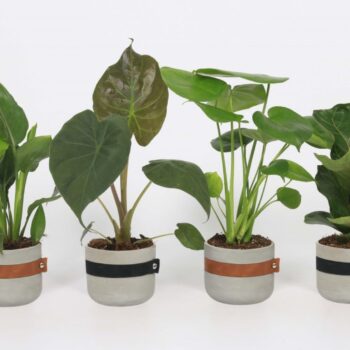 Groen Mix 12cm - Royal - Conwy (bruin leer)