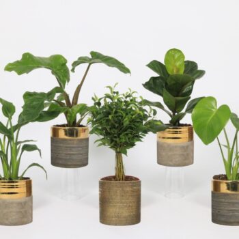 Groen Mix 12cm - Royal - Amarna