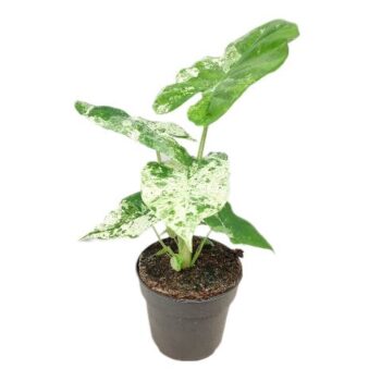 Alocasia Macrorrhiza Splash 14cm