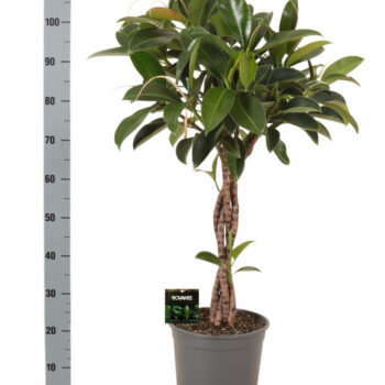 Ficus Melany