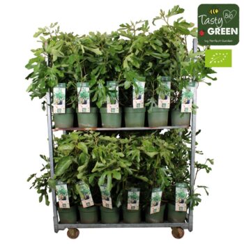 Ficus carica 'Little Miss Figgy'