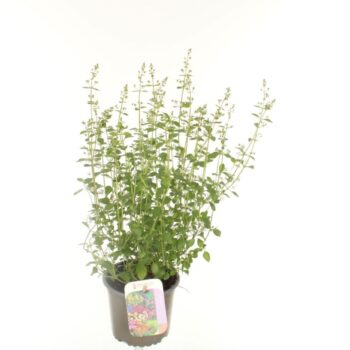 Calamintha nepeta marv. blue