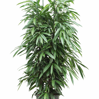 Ficus binnendijkii 'Amstel King' 4pp