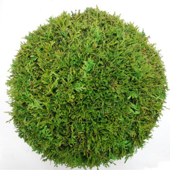 Thuja occ. &#039;Brabant&#039;